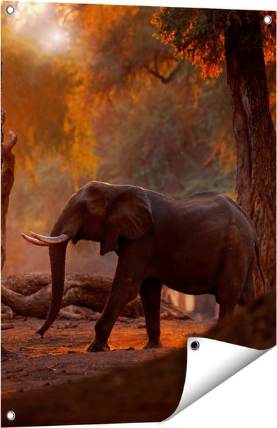 Gards Tuinposter Olifant in het Bos - 60x80 cm - Tuindoek - Tuindecoratie - Wanddecoratie buiten - Tuinschilderij