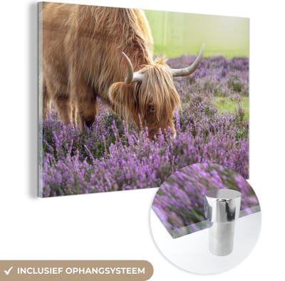 ® Glasschilderij 180x120 cm - Schilderij acrylglas - Een koe in de heide van het Nationaal park New Forest in Engeland - Foto op glas - Muurdecoratie woonkamer - Wanddecoratie slaapkamer - Schilderijen