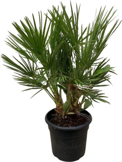 Trendyplants - Chamaerops Humilis struik - Hoogte 90-110 cm - Europese Dwergpalm - Winterhard - Tuinplant - Potmaat Ø21cm