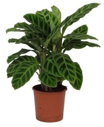 JUNAVERA Calathea Zebrina terrariumplant | zebraplant met opvallende bladstrepen | 7 cm pot | 21 cm hoog