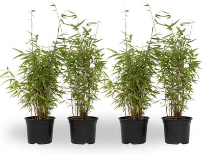 Plant in a Box - Fargesia nitida 'Red Dragon' - Set van 4 - Niet woekerende bamboe met rode stelen - Winterhard en groenblijvend - Pot 17cm - Hoogte 50-70cm