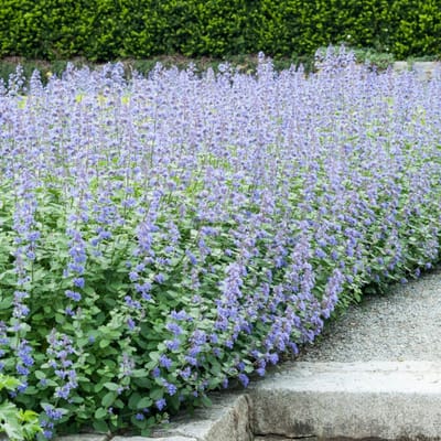 Fassens kattenkruid (Nepeta faassenii) - 6x - Kattenkruid Six Hills Giant - Vaste planten - Bijen-Vlinders - Geurend - Bodembedekkers - Zomerbollen