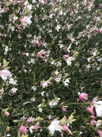6x Prachtkaars - Gaura lindh. 'Corrie's Gold'(= oenothera lindh.) | 9x9 cm pot