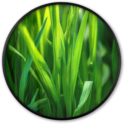 Poster in lijst Rond - Fotolijst 60x60 cm - Posters - Grassprieten - Lichtinval - Groen - Ronde posterlijst zwart - Decoratie - Wanddecoratie woonkamer - Muurdecoratie slaapkamer
