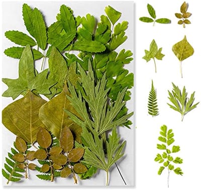 Dried Leaves, Crafts, Pressed Leaves, Natural, Colourful Leaves Decoration, Mixed Green Style, DIY for Resin, Cards, Candles, Soap, Jewelry, Bookmarks, Pendants,
