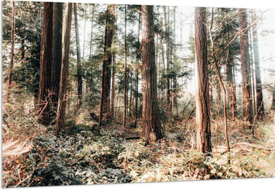 Acrylglas - Oude Bomen in het Bos - 150x100 cm Foto op Acrylglas (Wanddecoratie op Acrylaat)
