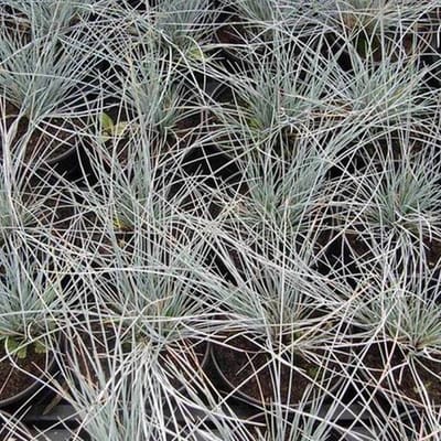 6 x Festuca Glauca 'Uchte' - Zwenkgras pot 9x9cm - Goede keuze voor drogere tuinen