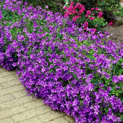 6 x Klokjesbloem Blauw - Wintergroene Bodembedekker - Campanula Portenschlagiana in 9x9cm pot met hoogte 5-10cm