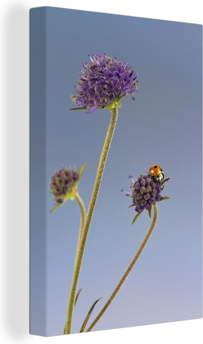 Canvas Schilderij Lieveheersbeestje op bloem blauwe lucht - 40x60 cm - Wanddecoratie