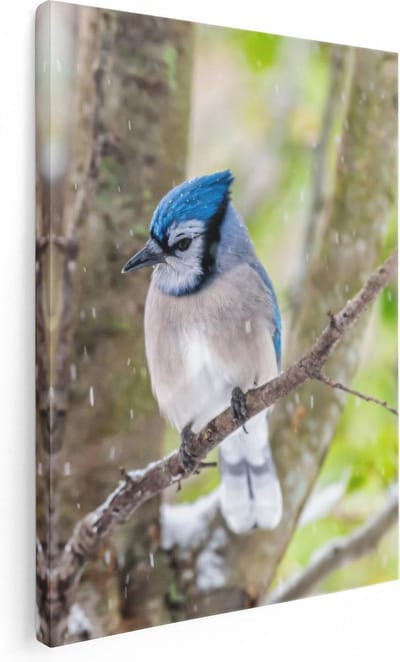 Artaza Canvas Schilderij Blauwe Gaai - 30x40 cm - Klein - Wanddecoratie Tak - Muurdecoratie Bos - Kamer Accessoires Woonkamer
