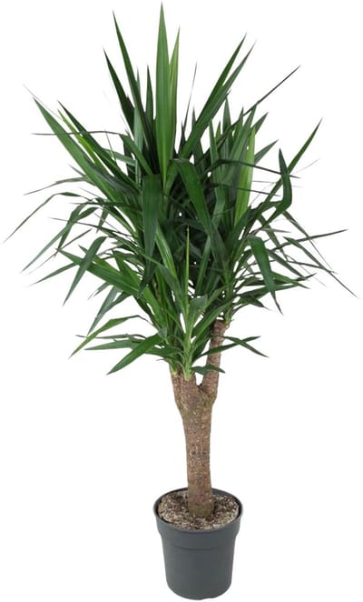 Plantenboetiek.nl | Yucca Elephantipe vertakt - Ø31cm - 140-150cm hoog - Kamerplant - Groenblijvend