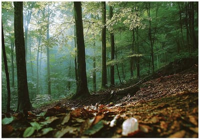 WALLARENA - Fotobehang - 150x105 cm - 3D natuur bos landschap met bomen voor slaapkamer en woonkamer