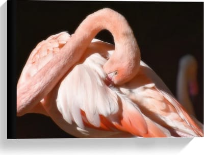 Canvas  - Flamingo met Donkere Achtergrond  - 40x30cm Foto op Canvas Schilderij (Wanddecoratie op Canvas)