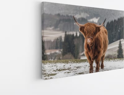 Saammp Canvas Schilderij - 2 Schotse Hooglander Koeien in de sneeuw - Dieren - Natuur - 45x30 - Foto op canvas - Wanddecoratie - muurdecoratie Woonkamer - Slaapkamer decoratie - Canvas Print