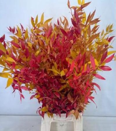 5x Dc ruscus gestabiliseerd herfst 60cm