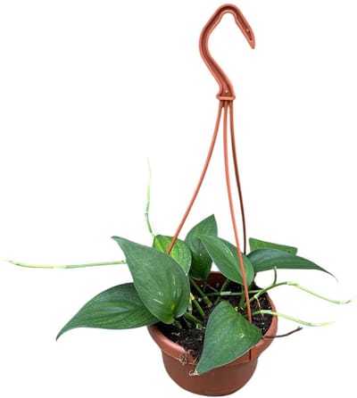 Scindapsus Officinalis Kamerplant Potmaat Ø14 cm |Vers Van De Kweker