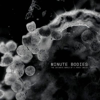 Minute Bodies: The Intimate World - Tindersticks