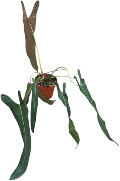 Philodendron Spiritus Sancti - Kamerplant - Potmaat Ø17 cm
