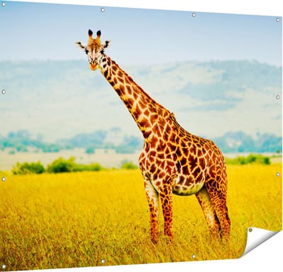 Gards Tuinposter Giraffe in het Veld - 150x120 cm - Tuindoek - Tuindecoratie - Wanddecoratie buiten - Tuinschilderij