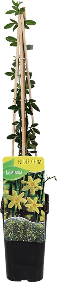 Bloomique - Jasminum Nudiflorum - Winterjasmijn - Geel - Klimplanten - Tuinplanten - Winterhard - Hoogte 50-70 cm - Pot 15 cm