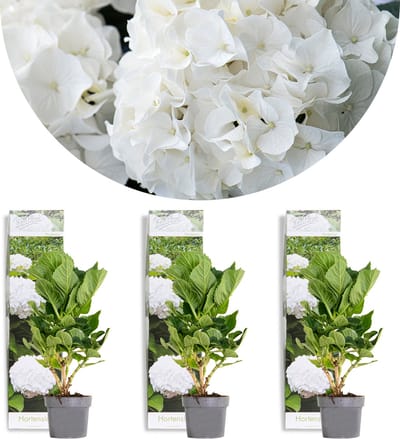 Bloomique - Set van 3 - Hydrangea Macrophylla Wudu - Hortensia - Boerenhortensia - Tuinplanten - Winterhard - Hoogte 20-30 cm - Pot 10,5 cm