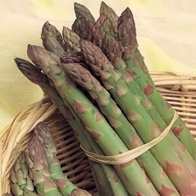 Asperge zaden - Precoce de Argentuil