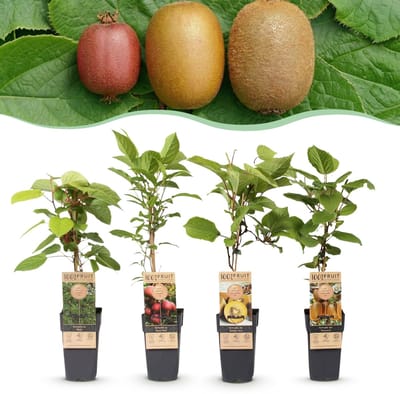 Green boutiQ - Fruitplant - Actinidia Weiki & Hayward, Ken,s Red, Golden Kiwi - Kiwiplant - 1 Mannelijke - 3 Vrouwelijke - Planten - Groen-Rood-Geel - Pot 15cm - Hoogte 50cm