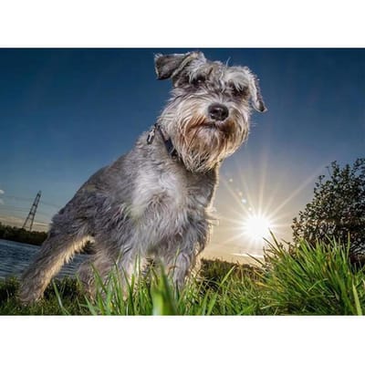 Volledige ronde diamantschildering Schnauzer hond 5D DIY diamant borduurwerk 20X30CM