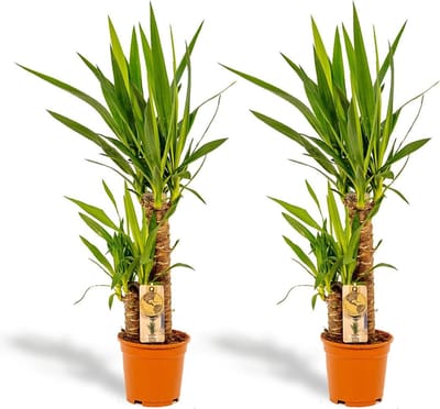 2x Yucca - ↨90cm - Ø17cm
