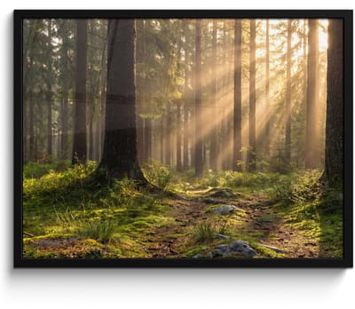 Poster in lijst - Fotolijst 80x60 cm - Posters - Bos - Zonlicht - Gras - Posterlijst zwart - Decoratie - Wanddecoratie woonkamer - Muurdecoratie slaapkamer