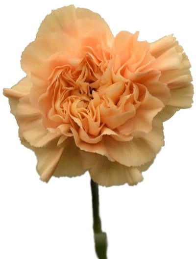 20x Dian.st.minami minami 60cm
