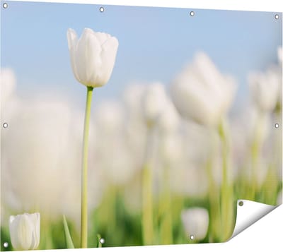Gards Tuinposter Witte Tulpen - Bloemen - 120x90 cm - Tuindoek - Tuindecoratie - Wanddecoratie buiten - Tuinschilderij