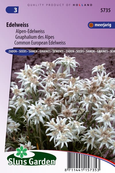 Sluis Garden - Edelweiss (Leontopodium alpinum)