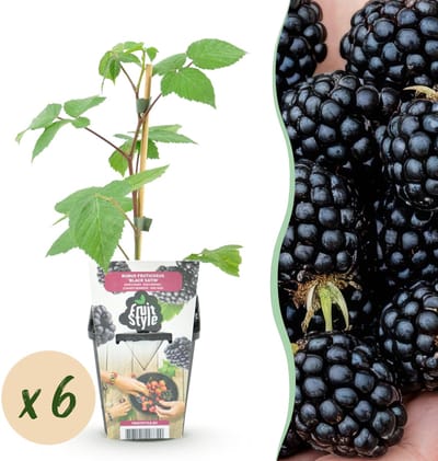 Plantenboetiek.nl | Braam - Rubus Black Satin - Winterhard - 6 Planten - Ø9cm - 15-25cm hoog - Tuinplant