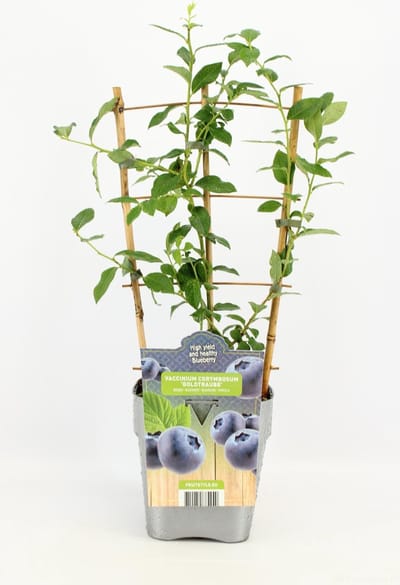 Fruitplant - Vaccinium corymbosum 'Goldtraube' - Blauwe Bosbes - op rek - Hoogte 60 / 70 Cm