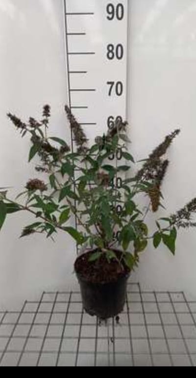 2 x Buddleja dav. 'Reve de Papillon Lavander'® - Vlinderstruik 40- 60 cm in pot
