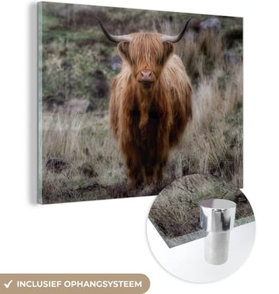 MuchoWow® Glasschilderij 160x120 cm - Schilderij acrylglas - Schotse Hooglander - Mos - Gras - Foto op glas - Schilderijen