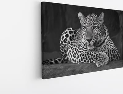Saammp Canvas Schilderij - Luipaard op steen - Natuur - Dieren - 45x30 - Foto op canvas - Wanddecoratie - Muurdecoratie Woonkamer - Slaapkamer decoratie - Canvas Print