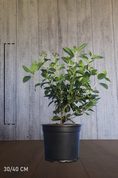 Plants Online - Haagplanten - Heesters - Sneeuwbal - Pot 30-40 cm - set van 10 - Bloeiende plant - Compacte groei - Vruchtdragend - Wintergroen