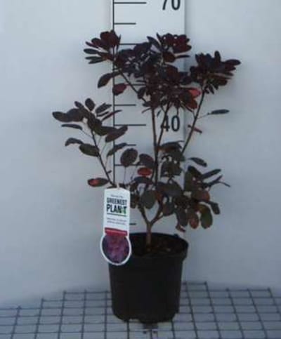 2 x Cotinus cogg. 'Flamissimo'® - Pruikenboom 40- 60 cm in pot