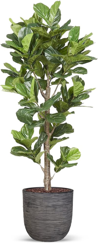 Kunstplant Ficus Lyrata in planter ball Rib antraciet H210 cm
