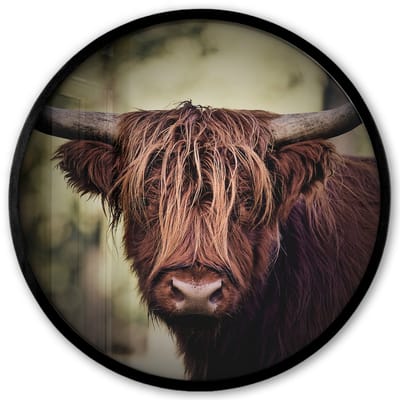 Poster in lijst Rond - Fotolijst 40x40 cm - Posters - Schotse hooglander - Licht - Portret - Natuur - Ronde posterlijst zwart - Decoratie - Wanddecoratie woonkamer - Muurdecoratie slaapkamer
