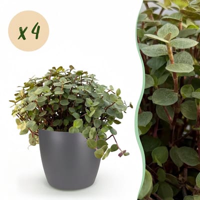 Plantenboetiek.nl | Calissia repens - Kattengras - Huisdiervriendelijk - Groen - 4 Planten - met Potter Grijs - Ø12cm - 17-20cm hoog - Kamerplant - Arrangement - Plant met pot