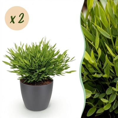 Green boutiQ - Kamerplant - Bamusa Pogonatherum Monica - Bamboegras - Huisdiervriendelijke Plant - Groen - 2 Planten - met Potter Grijs - Pot 12cm - Hoogte 20cm