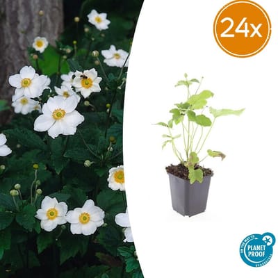 Tuinplantenshop.com | Anemone hyb. 'Honorine Jobert' | 24 stuks - Ø9cm - 10-25cm hoog - Tuinplant