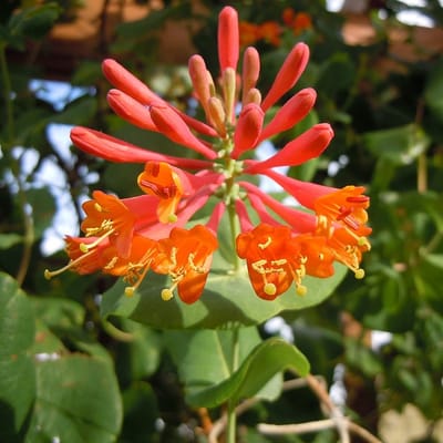Lonicera Brownii 'Dropmore Scarlet' - Kamperfoelie - 50-60 cm in pot: Klimplant met felrode bloemen, aantrekkelijk voor bijen en vlinders.