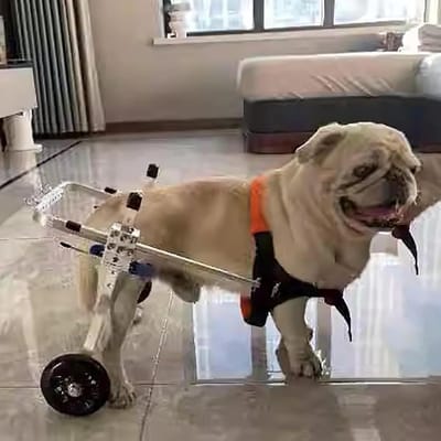 Hondenrolstoel - Mobiliteitshulpmiddel Hond - Huisdier Revalidatie - Verstelbare Ondersteuning - XS(Breed) - Rood