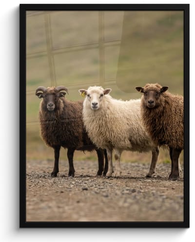 Poster in lijst - Fotolijst 60x80 cm - Posters - Schapen - Bruin - Wit - Grindpad - Posterlijst zwart - Decoratie - Wanddecoratie woonkamer - Muurdecoratie slaapkamer