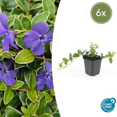Trendyplants - Vinca minor 'Ralph Shugert' - 6 stuks - Maagdenpalm - Winterhard - Hoogte 10-30 cm - Potmaat Ø9cm