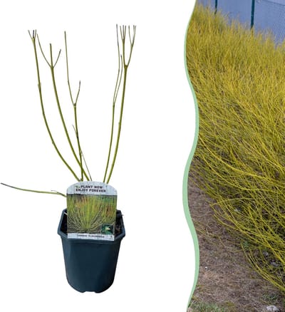 Green boutiQ - Heesters - Cornus alba Flaviramea - Groene Takken - 1 Plant - Bladverliezend - Weinig Onderhoud - Pot 17cm Hoogte 45cm